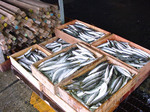 kamasu_200809.jpg