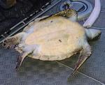 kame01_20080403.jpg