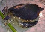kame02_20080403.jpg