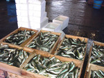 koaji_200809.jpg