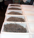 sirasu_20080607.jpg